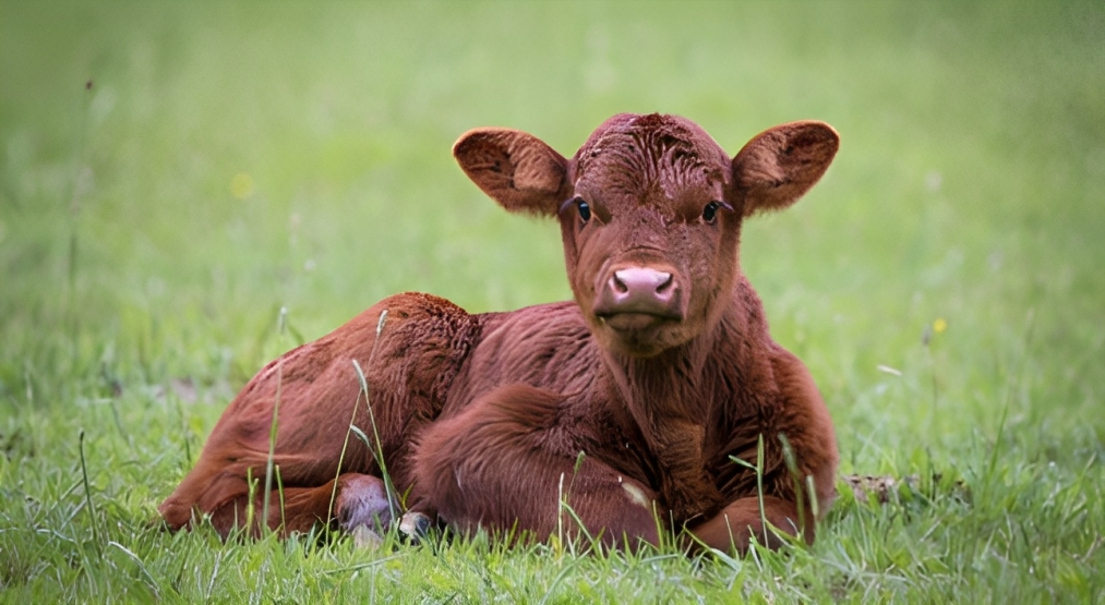 SUCCESSFUL PASSIVE TRANSFER IN CALVES